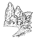 ���{�莛�发�@(�Ռk�̒�)