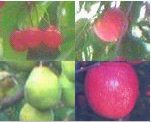 �l�G�̉ʕ��̎ʐ^